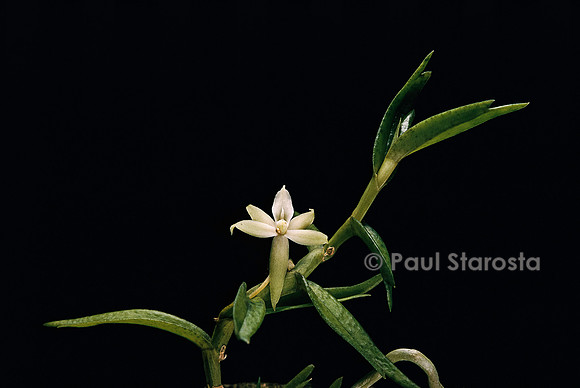 Angraecum erectum