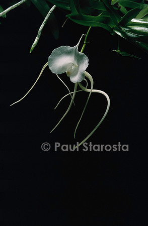 Angraecum germinyanum