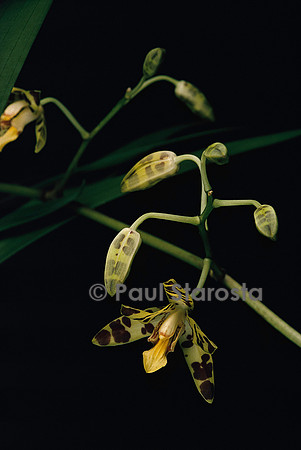 Ansellia africana (orchidée léopard)