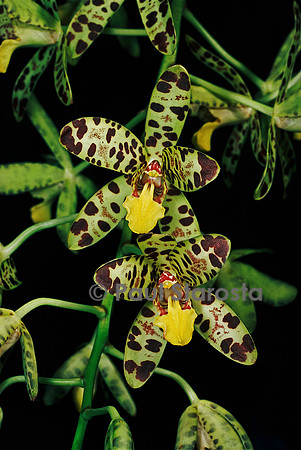 Ansellia africana (orchidée léopard)