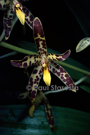 Ansellia africana (orchidée léopard)