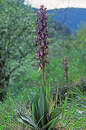 Barlia robertiana (orchis géant)