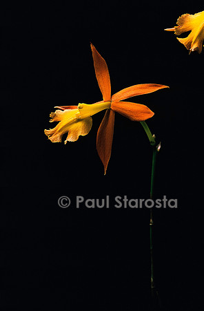Brassoepidendrum Orchidglade