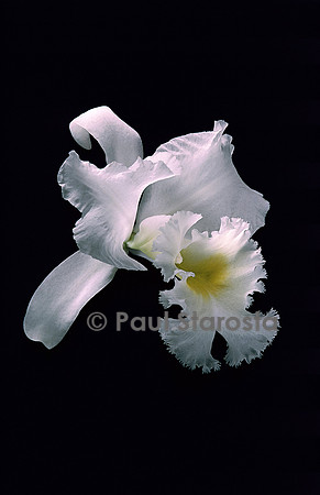 Brassocattleya ‘Déesse Perfection’