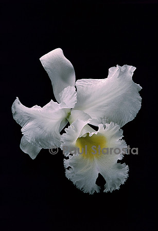 Brassocattleya ‘Déesse Perfection’