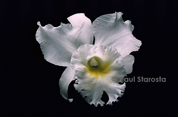 Brassocattleya ‘Déesse Perfection’