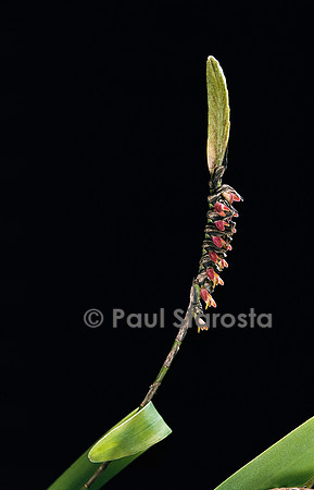 Bulbophyllum cochleatum v. bequaertii