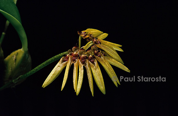 Bulbophyllum bicolor