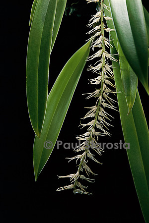 Bulbophyllum cocoinum