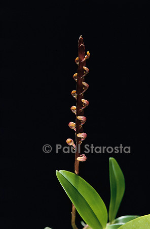 Bulbophyllum falcatum
