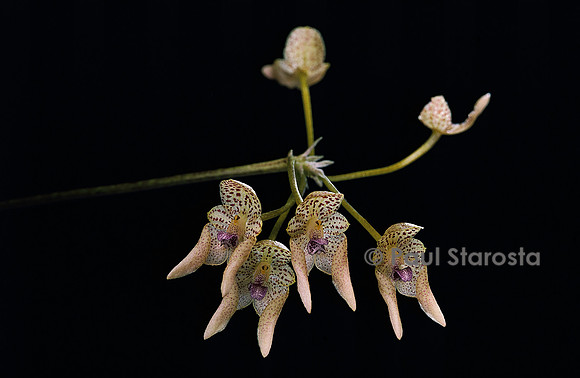 Bulbophyllum guttulatum