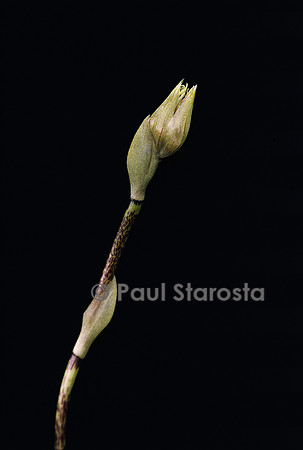 Bulbophyllum Louis Sander 1