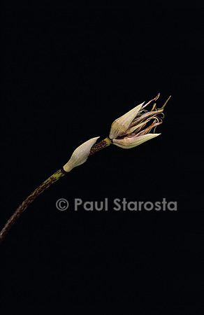 Bulbophyllum Louis Sander 2