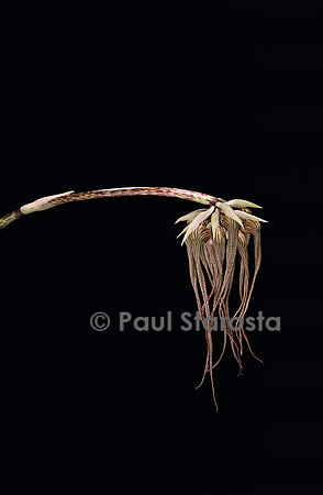 Bulbophyllum Louis Sander 3