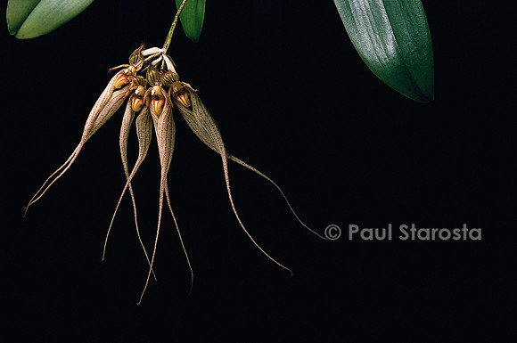 Bulbophyllum Louis Sander