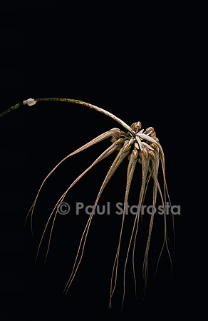 Bulbophyllum Louis Sander 4