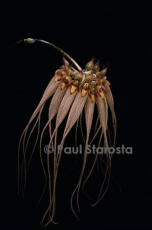 Bulbophyllum Louis Sander 5