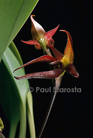 Bulbophyllum patens