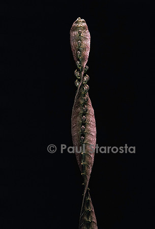 Bulbophyllum purpureorhachis