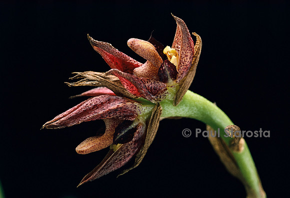 Bulbophyllum variegatum