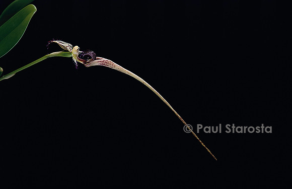 Bulbophyllum ornatissimum
