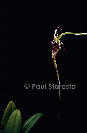 Bulbophyllum ornatissimum