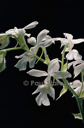 Calanthe rubens f. alba