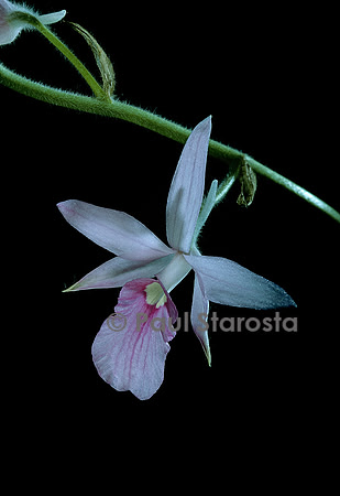 Calanthe rosea