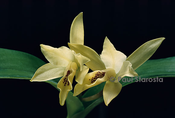 Guarianthe aurantiaca v. luteo-alba