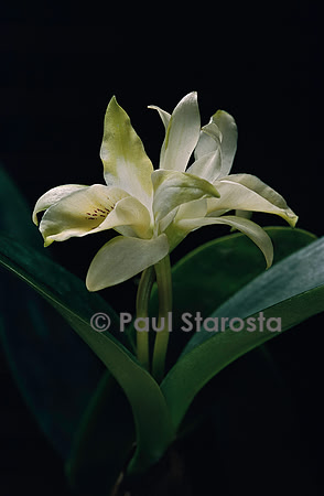 Guarianthe aurantiaca v. luteo-alba