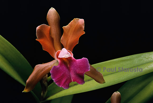 Cattleya bicolor