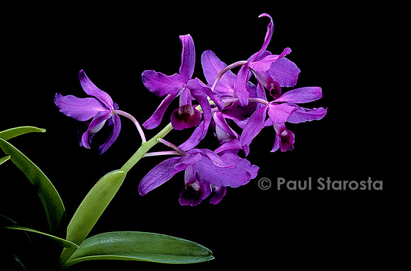 Guarianthe bowringiana
