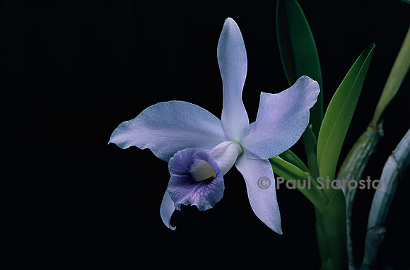 Guarianthe bowringiana v. caerulea