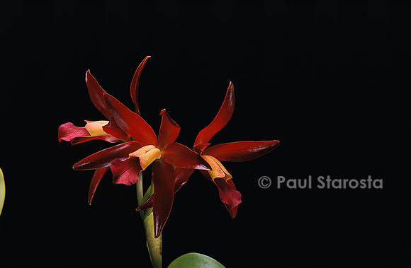Cattleya Chocolate Drop 'Waikiki'