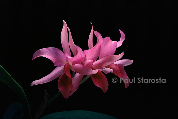 Guarianthe X guatemalensis