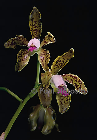 Cattleya guttata