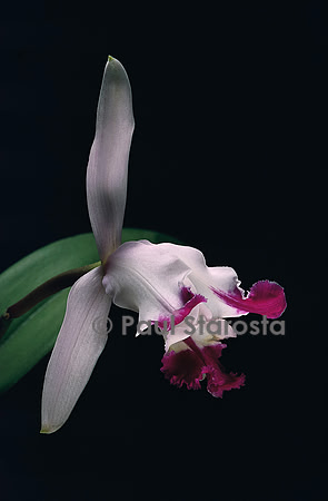 Cattleya intermedia