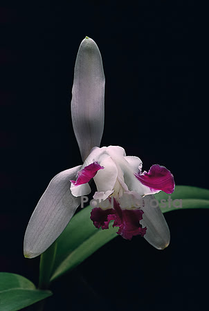 Cattleya intermedia