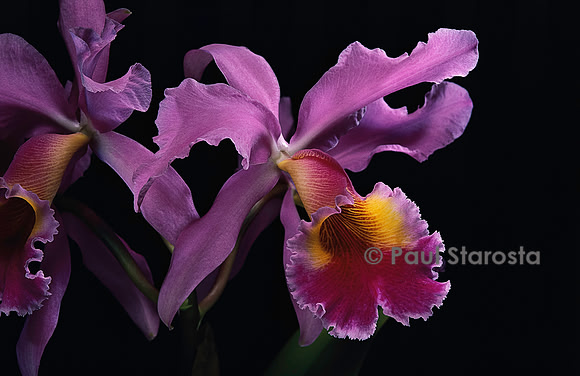 Cattleya labiata v. warneri