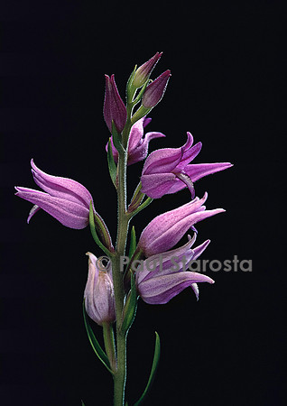 Cephalanthera rubra (céphalanthère rouge)