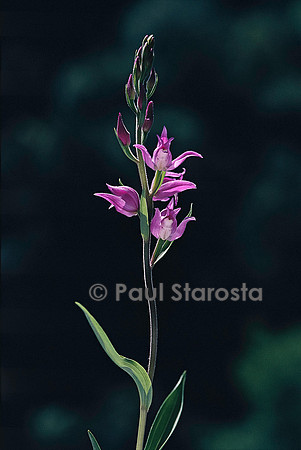 Cephalanthera rubra (céphalanthère rouge)