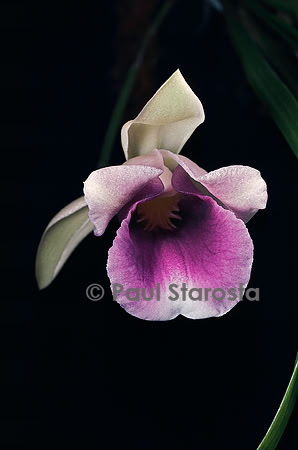 Warczewiczella discolor