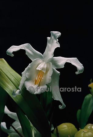 Coelogyne cristata