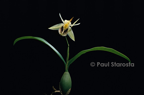 Coelogyne fimbriata