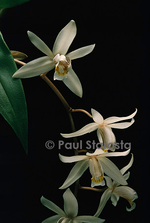 Coelogyne flaccida
