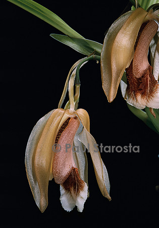 Coelogyne speciosa