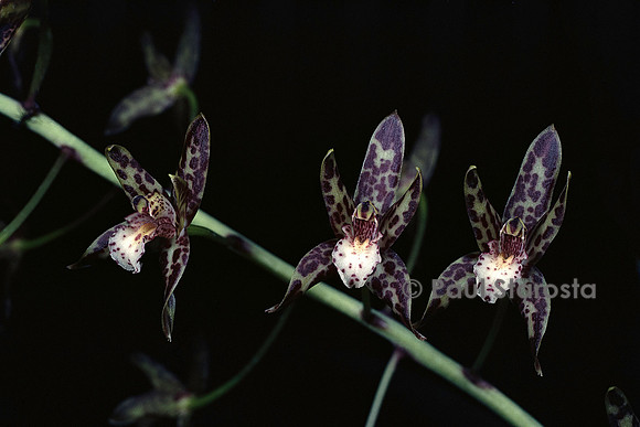 Cymbidium canaliculatum