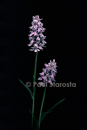 Dactylorhiza maculata (orchis tacheté)