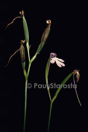 Cynorkis anacamptoides