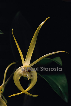 Dendrobium ‘Hilda Poxon’